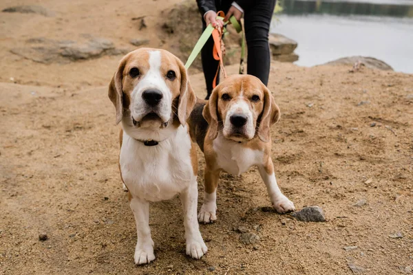 Two Cute Beagle Dogs Collars Leashes Chilling Owner Sandy Beach — Stock Photo, Image