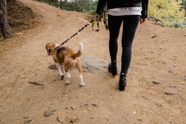 Beagle puppy 'nin genç bayan sahibinin ve birlikte takılırken orman yolunda ilerleyen evcil hayvanın arka görüntüsü.