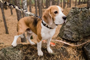 Süslü el yapımı tasması olan ve ormanın sahibiyle takılan sevimli safkan bir av köpeği.
