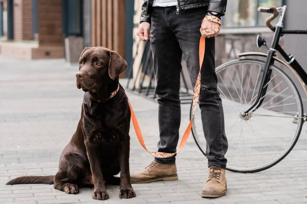 Cute Labrador Pies Siedzi Trottoire Swoim Właścicielem Stoi Pobliżu Podczas — Zdjęcie stockowe