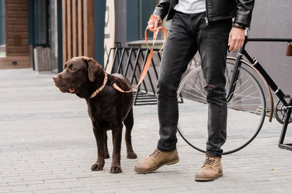 Niedlicher Reinrassiger Hund Der Leine Und Sein Herrchen Freizeitkleidung Stehen — Stockfoto