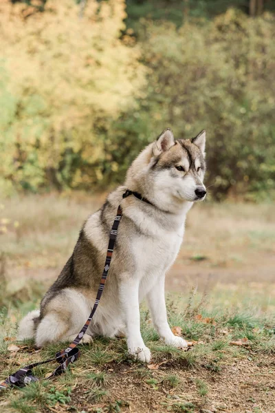 Cute Purebred Husky Dog Creative Handmade Collar Leash Sitting Forest — ストック写真