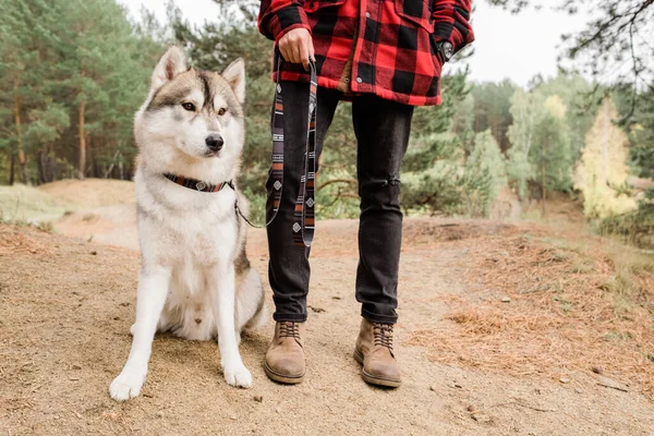 Czysty Pies Husky Siedzi Leśnej Drodze Patrząc Prosto Podczas Gdy — Zdjęcie stockowe