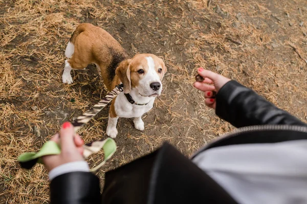 Schattige Beagle Puppy Met Riem Grond Kijkend Naar Lekkere Snack — Stockfoto