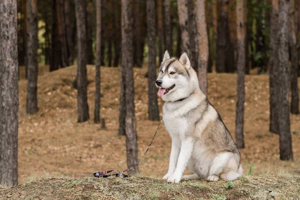 Cute Fluffy Purebred Husky Dog Collar Leash Sitting Forest Pinetree — ストック写真