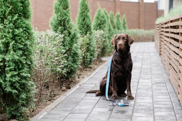 Reinrassiger Brauner Labrador Mit Dekorativem Halsband Und Leine Sitzt Regen — Stockfoto