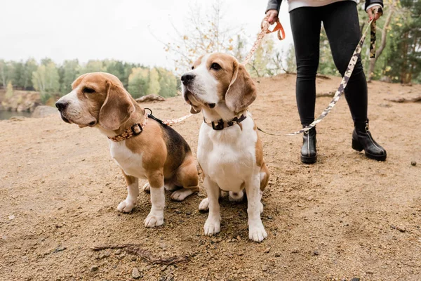 Zwei Niedliche Reinrassige Beagle Die Auf Sand Sitzen Während Sie — Stockfoto