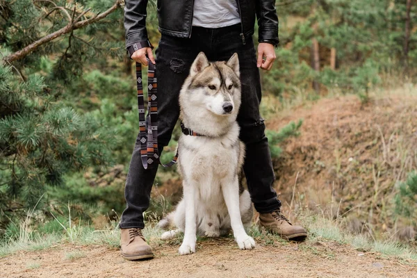 Cute Clever Purebred Husky Dog Sitting Footpath Legs His Owner — Stock Photo, Image