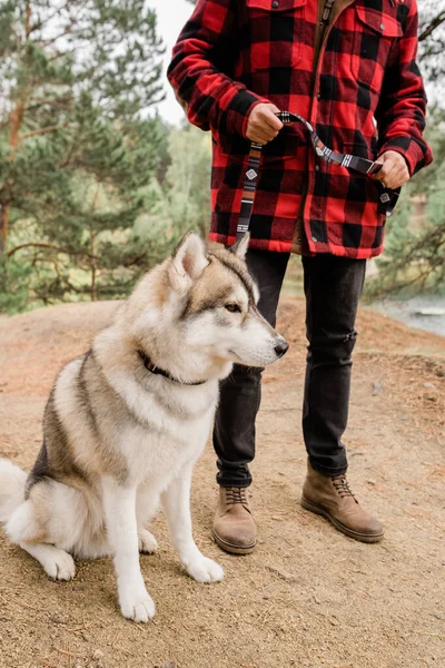 Cão Bonito Husky Sentado Caminho Floresta Ambiente Rural Enquanto Seu — Fotografia de Stock
