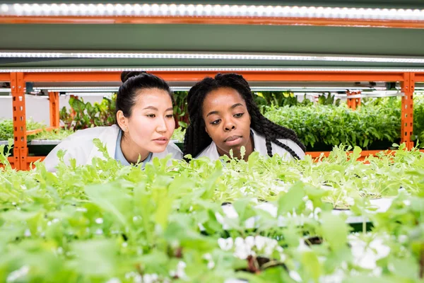 Fiatal Női Biológusok Akik Zöld Palántákat Vizsgálnak Polcon Miközben Üvegházakban — Stock Fotó
