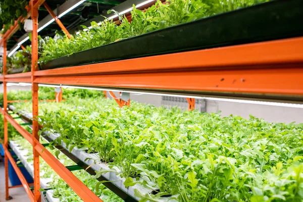 Perspectiva Mudas Verdes Novos Tipos Plantas Hortícolas Que Crescem Prateleiras — Fotografia de Stock