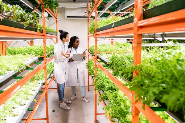 Fiatal Interkulturális Női Kutatók Csoportja Akik Újfajta Kertészeti Növényeket Tanulmányoznak — Stock Fotó
