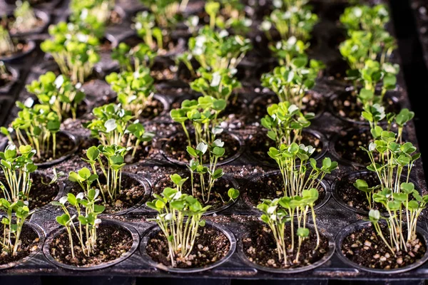 レタスや温室で成長する土壌中のいくつかの他の庭の植物の小さな苗を持つ多くの小さなポット — ストック写真