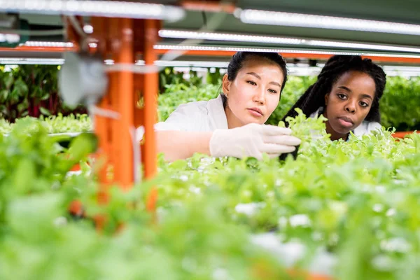 Small Multicultural Group Female Researchers Gloves Studying Characteristics Green Plants — 스톡 사진