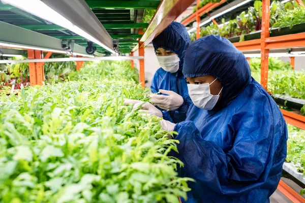 Két Fiatal Kutató Védőmunkaruhában Újfajta Kertészeti Növények Palántáit Választja Miközben — Stock Fotó