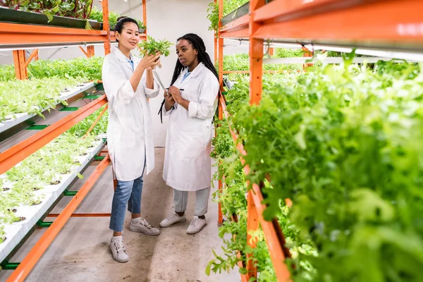 Ázsiai Afrikai Női Biológusok Munkaruhában Akik Újfajta Növényeket Tanulmányoznak Miközben — Stock Fotó