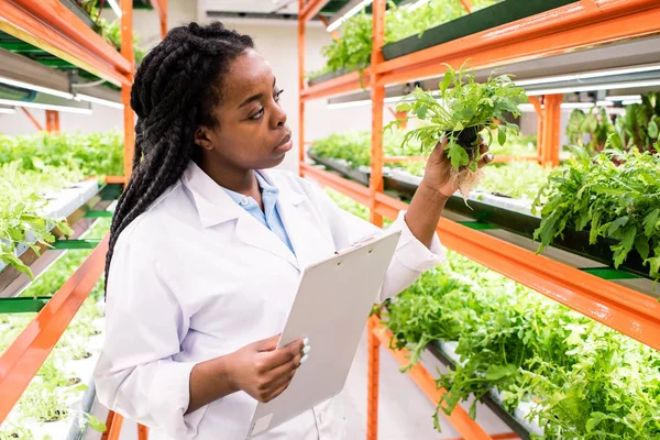 Young African Female Biologist Document Standing Shelves Green Seedlings Holding — 스톡 사진