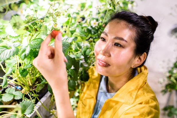 Mutlu Asyalı Genç Sera Çalışanı Olgunlaşmış Çilek Alırken Çiçek Açan — Stok fotoğraf