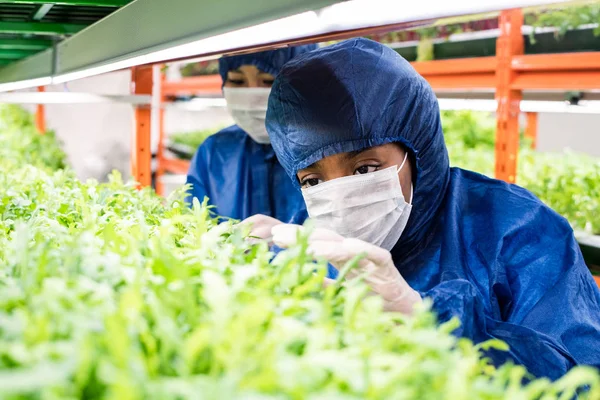 Fiatal Női Kutatók Védőmunkaruhában Akik Kertészeti Növények Zöld Palántáit Gondozzák — Stock Fotó