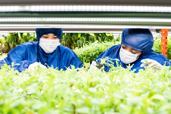 Fiatal Multikulturális Nőstények Védőruhában Akik Kertészeti Növények Zöld Palántáival Dolgoznak — Stock Fotó