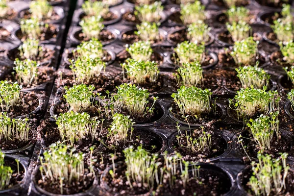 Várias Fileiras Pequenos Vasos Com Mudas Verdes Minúsculas Crescendo Estufa — Fotografia de Stock