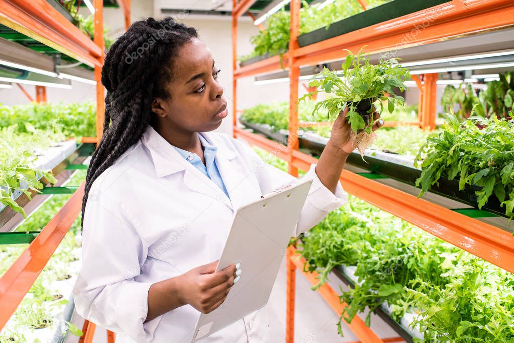 Young African female biologist with document standing by shelves with green seedlings and holding one of them