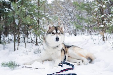 Şirin, tüylü safkan Sibirya köpeği ormandaki ağaçların arasında kar üzerinde yatıyor ya da kış günü parkta.