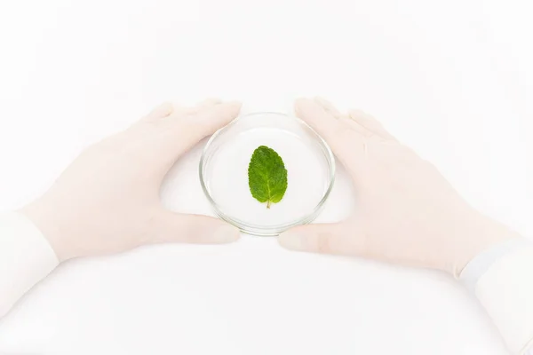 View Gloved Human Hands Surrounding Petri Dish Small Green Leaf — Stock Photo, Image