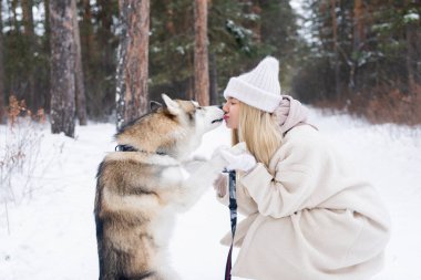 Sevecen ve sevimli safkan Sibirya köpeği karlı çam ormanlarında güzel sarışın sahibinin ağzını yalıyor.