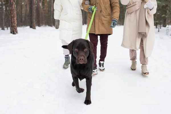 年轻的黑色猎犬与主人和两个女孩在冬天的森林里走在一起 在雪地上行走 — 图库照片