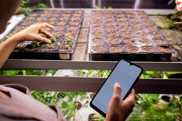 Smartphone Hand Young Contemporary Farmer Standing Shelf Green Seedlings Growing — Stock Photo, Image