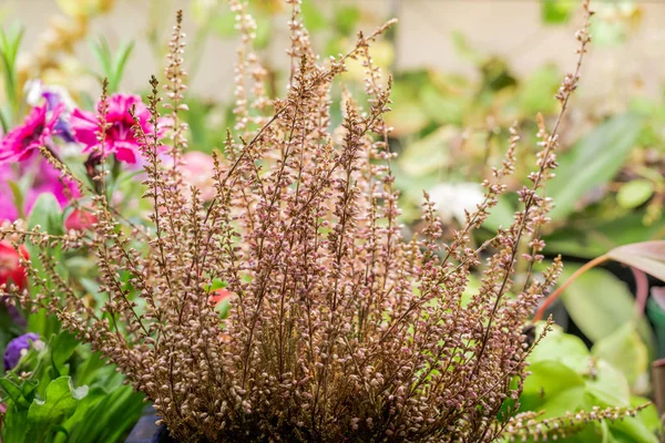 Bahçe Yatağında Yetişen Baharatlı Otlar Bitkiler Pembe Petunyalar Seranın Içindeki — Stok fotoğraf