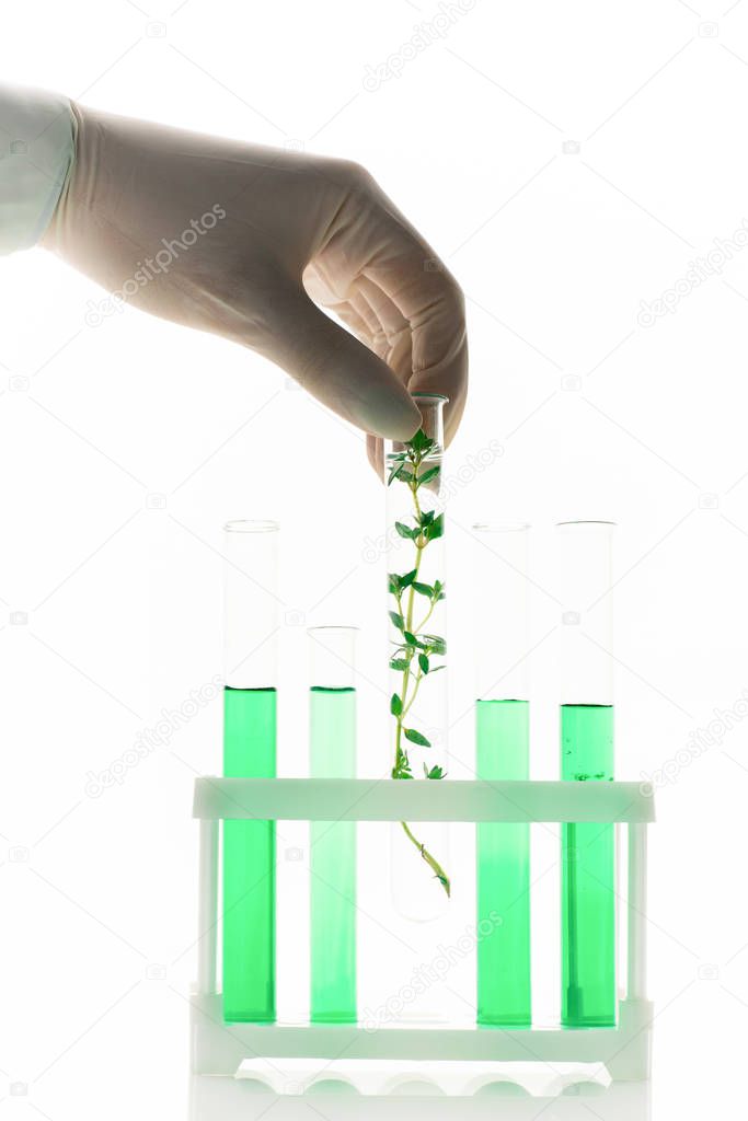 Gloved hand of contemporary scientist or researcher putting flask with new selected plant into box with green liquid in tubes