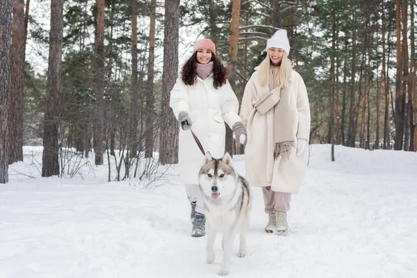 Neşeli Kafkasyalı Kadın Kış Günü Şehir Ormanlarında Sevimli Laika Köpeğini — Stok fotoğraf