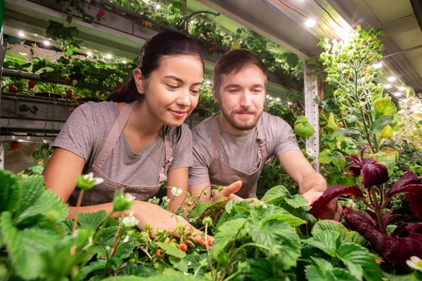 Innehåll Växthusbönder Förkläden Som Står Bärplantan Och Arbetar Med Fröplantor — Stockfoto