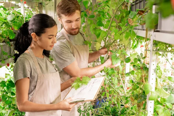 Mujer Joven Delantal Midiendo Hoja Para Selección Plantas Con Colega — Foto de Stock