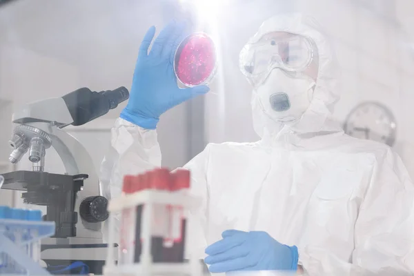 Young Female Scientist Pharmacist Protective Workwear Holding Petri Dish Crimson — Stock Photo, Image