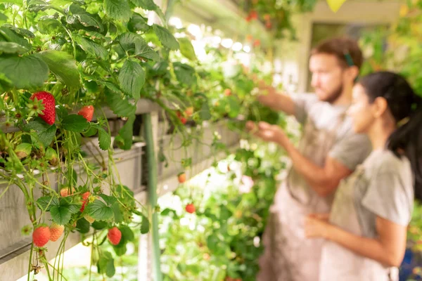 Especialistas Invernadero Cultivando Fresas Bajo Lámparas Led Centran Planta Bayas —  Fotos de Stock