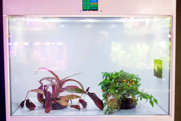 Young Plants Placed Isolated Led Grow Box Used Protection Pests — Stock Photo, Image