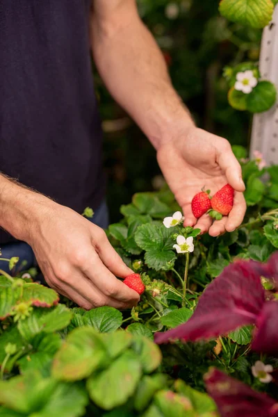 Primer Plano Del Hombre Irreconocible Parado Planta Eligiendo Fresa Madura — Foto de Stock