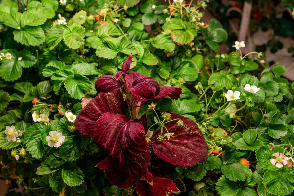 Primo Piano Foglie Rosse Che Crescono Tra Piante Bacche Verdi — Foto Stock