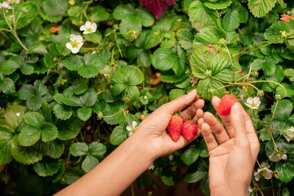 정원에서 딸기를 수확하는 알아볼 수없는 여자의 — 스톡 사진