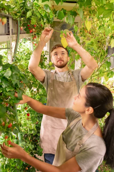 Jóvenes Especialistas Delantales Pie Invernadero Pequeño Examinar Hojas Plantas Bayas —  Fotos de Stock