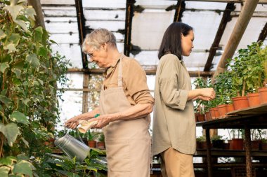 Asyalı kadın seradaki saksı yapraklarını incelerken, önlüklü bahçıvan konserveleri suluyor.