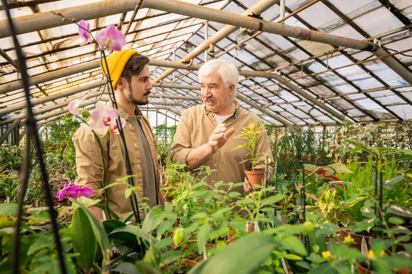 Senior Kweker Die Potplanten Houdt Jonge Man Uitlegt Hoe Hij — Stockfoto
