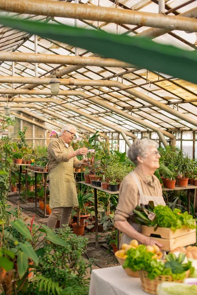 Casal Sênior Trabalhando Estufa Homem Sênior Avental Examinando Plantas Enquanto — Fotografia de Stock