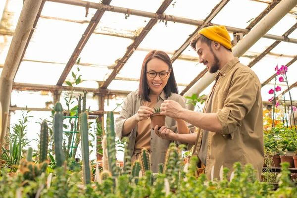 Positive Young Multi Ethnic Nursery Workers Examining Cactus While Growing — Stock Photo, Image