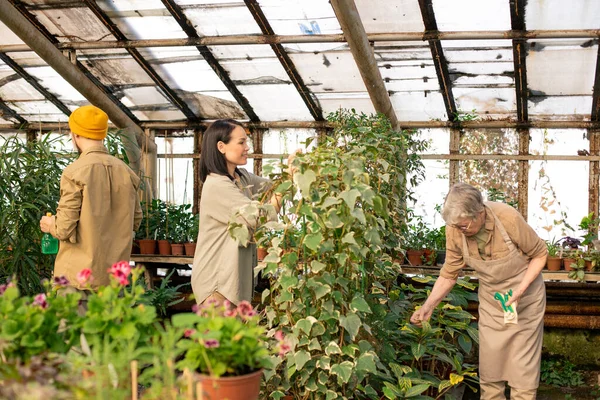 Workers Greenhouse Spraying Plants Checking Its Leaves Diseases Spacious Nursery — Stock Photo, Image