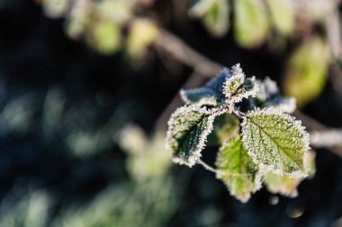 Buz iğnelerinin dalında sonbahar yeşili bir yaprak. Güneşli sabah rimesi.