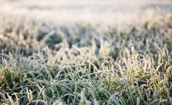 Morgentau fror auf grünem Rasen und verwandelte ihn in eine weiße Decke — Stockfoto